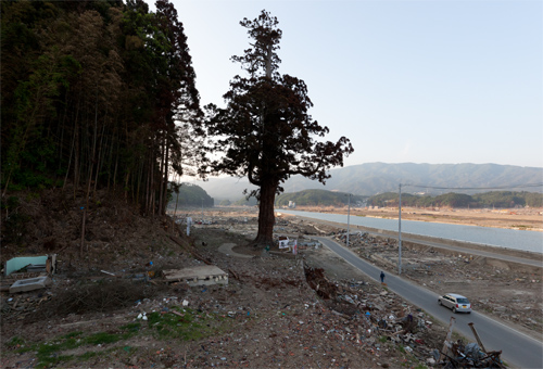 北野神社今泉天満宮の一本杉