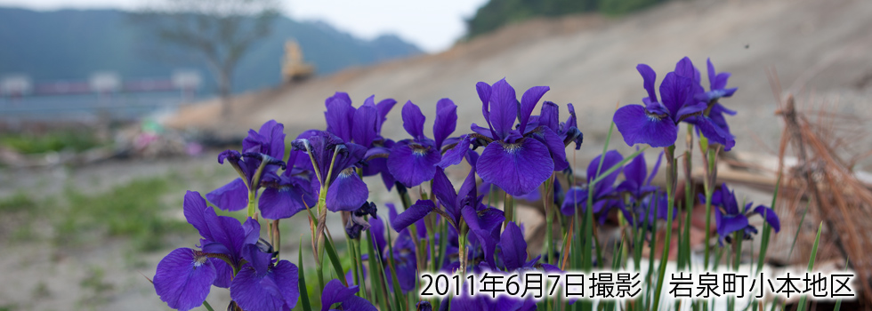岩泉町の菖蒲